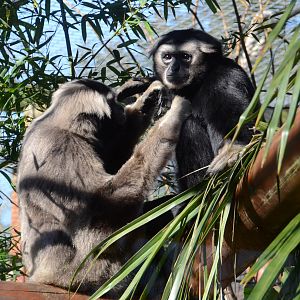 I'd like to post a Western hoolock gibbon ...
