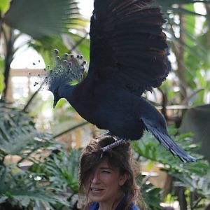 Victoria crowned pigeon and zookeeper