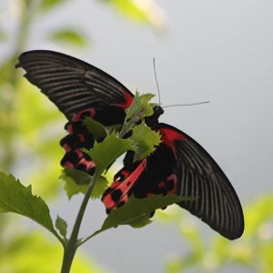 Swallowtail species