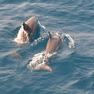 Spinner dolphins