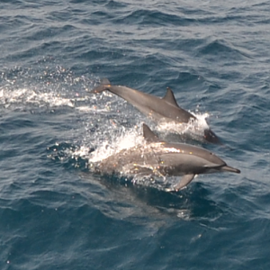 Spinner dolphins