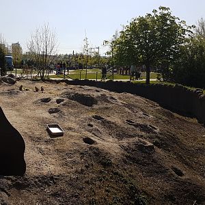 Prairie dog enclosure
