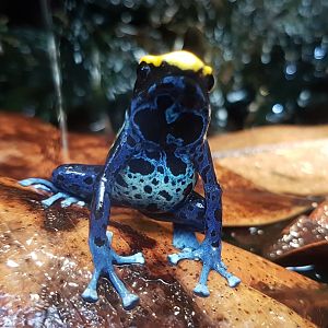 Dendrobates tinctorius