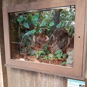 Enclosure Avicularia huriana