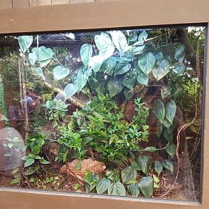 Enclosure Peruphasma schultei