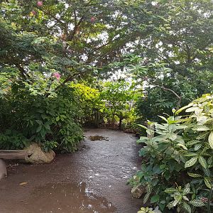 View into "Amazonica"