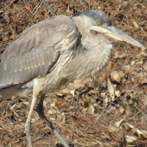 great blue heron