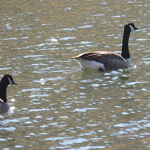 canada geese