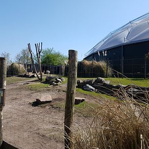 Darwin rhea - vicugna enclosure