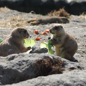 Black-tailed prairie dogs