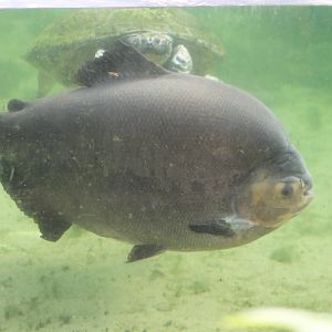Pacu and turtle