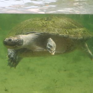 Arrau river turtle