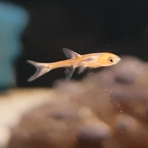 Boraras ( Rasbora ) briggitae