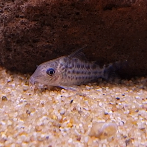 Corydoras species ( C-018 )