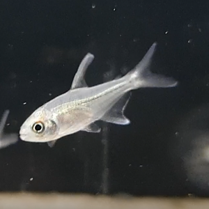 Diamond Tetra - Moenkhausia pittieri - juvenile