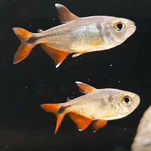 Hemigrammus caudovittatus