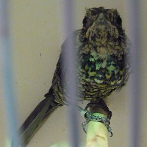 Monticola rufiventris