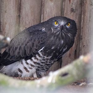 Short-toed Snake Eagle
