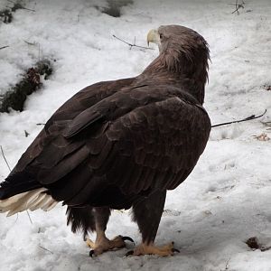 White-tailed Sea Eagle
