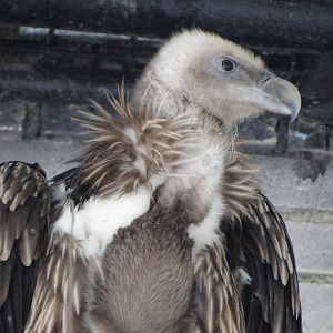 Himalayan Griffon Vulture