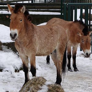 Przewalski Horse
