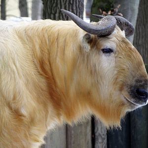 Golden Takin