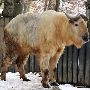 Golden takin