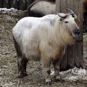 Golden takin