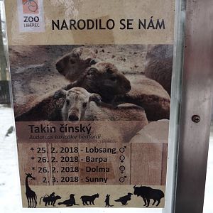 Signage - takins born in Liberec in 2018