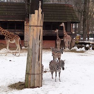 Giraffe and Zebra paddock