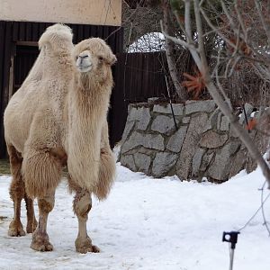 Bactrian Camel