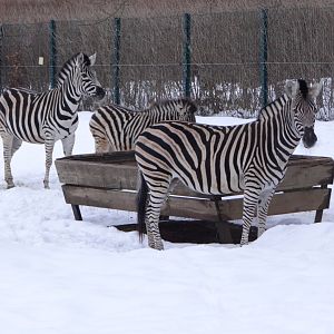 Chapman's Zebra
