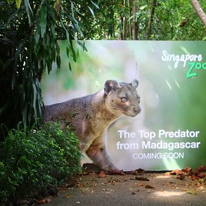 New Fossa exhibit (coming soon)