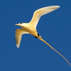White-tailed Tropicbird - yellow morph