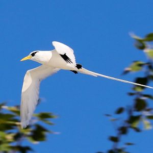 White-tailed Tropicbird