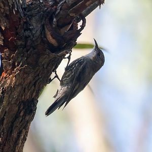 White-throated Treecreeper