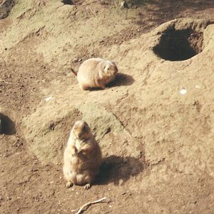 Prarie Dog Rock ? Edinburgh Zoo