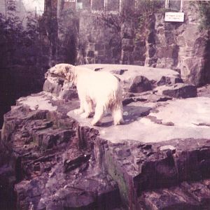 Polar Bear Pit Edinburgh Zoo