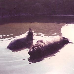 Edinburgh Zoo - Grey Seals ?