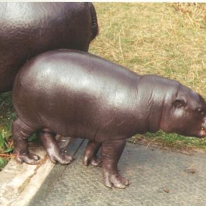 Pygmy Hippo Edinburgh Zoo