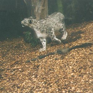 Snow Leopard Edinburgh Zoo
