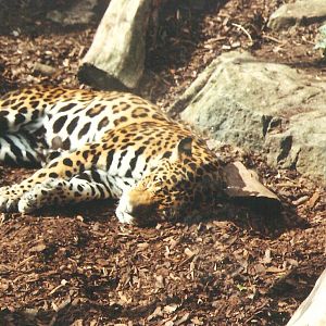 Edinburgh Zoo Jaguar