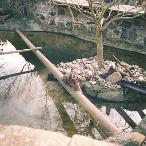 Edinburgh Zoo Otter Enclosure Old
