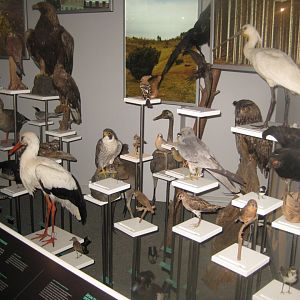 Naturhistorisk Museum Aarhus - "Den globale baghave"