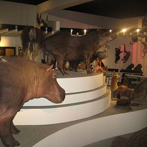 Naturhistorisk Museum Aarhus - "Den globale baghave"