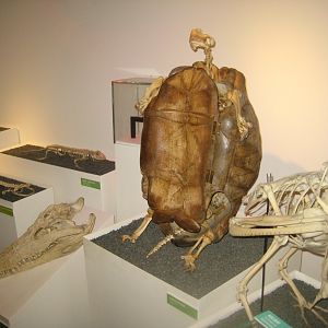 Naturhistorisk Museum Aarhus - "Den globale baghave"