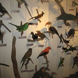 Naturhistorisk Museum Aarhus - "Den globale baghave"