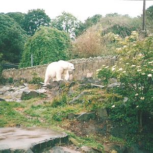 Polar Bear Edinburgh Zoo