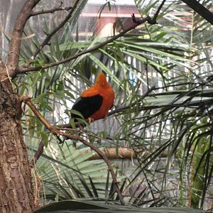 Andean Cock of the Rock Edinburgh Zoo