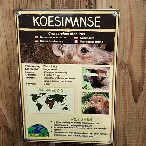 Sign Common kusimanse